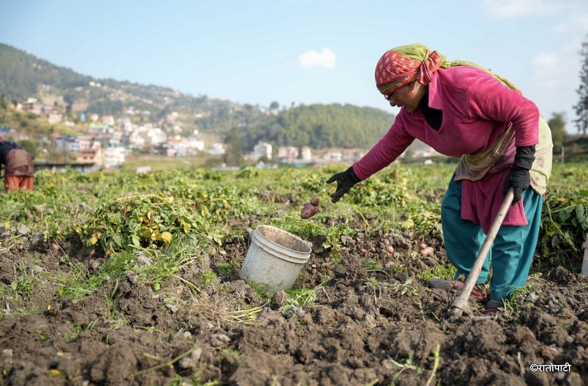 potato farming (16)