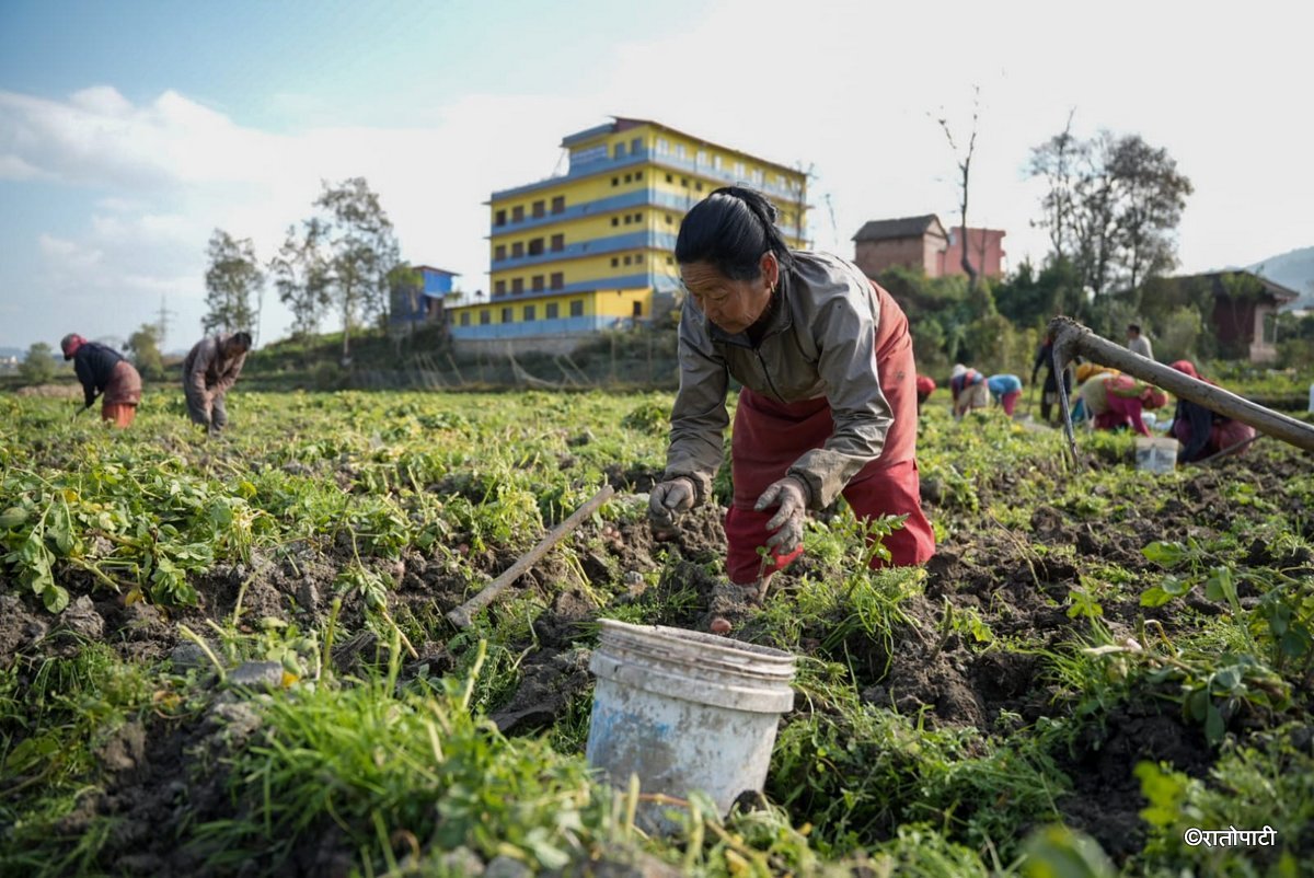 potato farming (17)