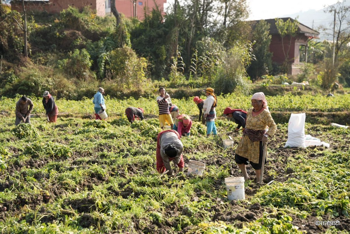 potato farming (2)