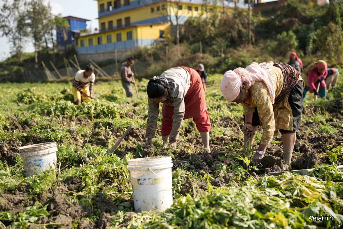 potato farming (3)