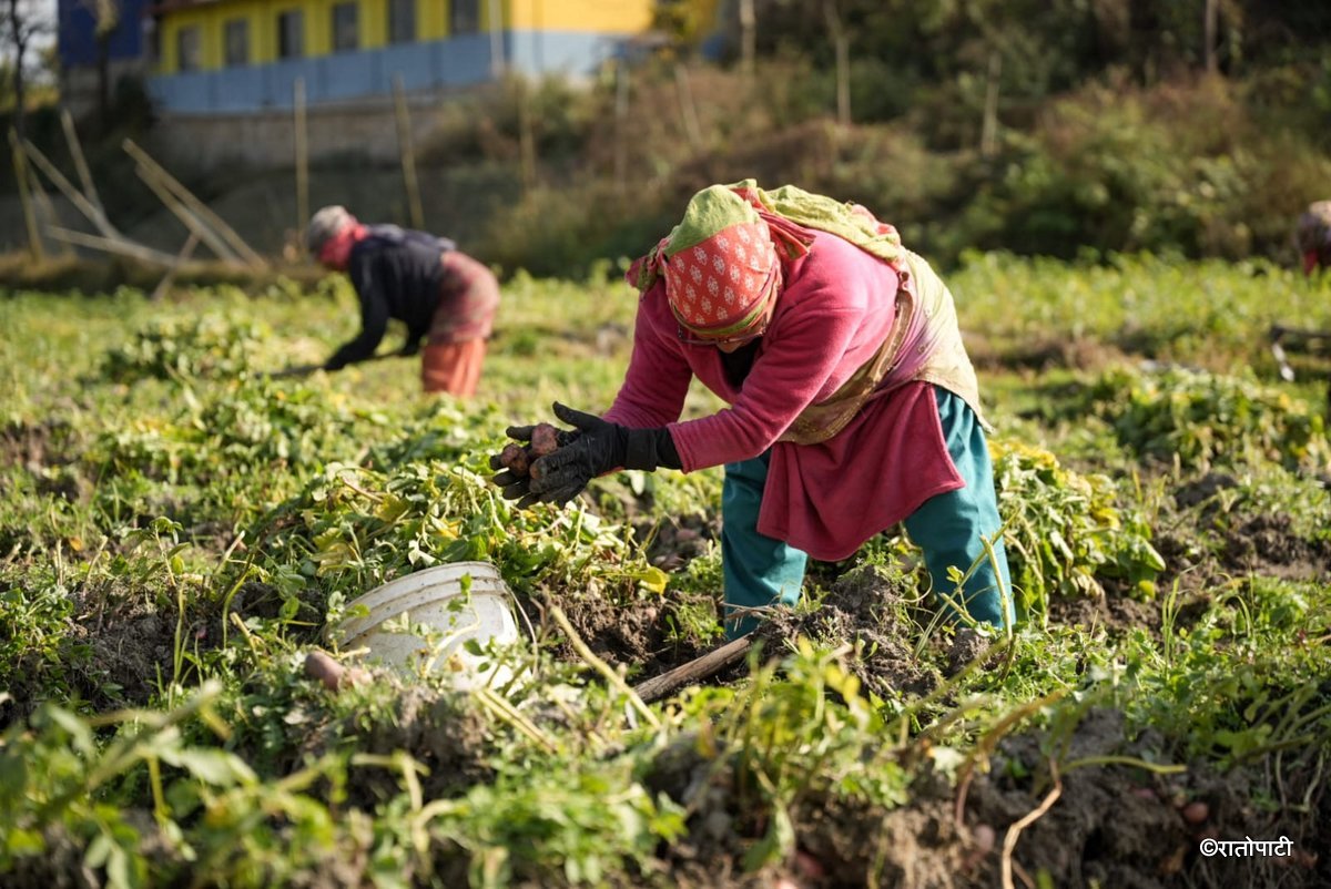 potato farming (4)