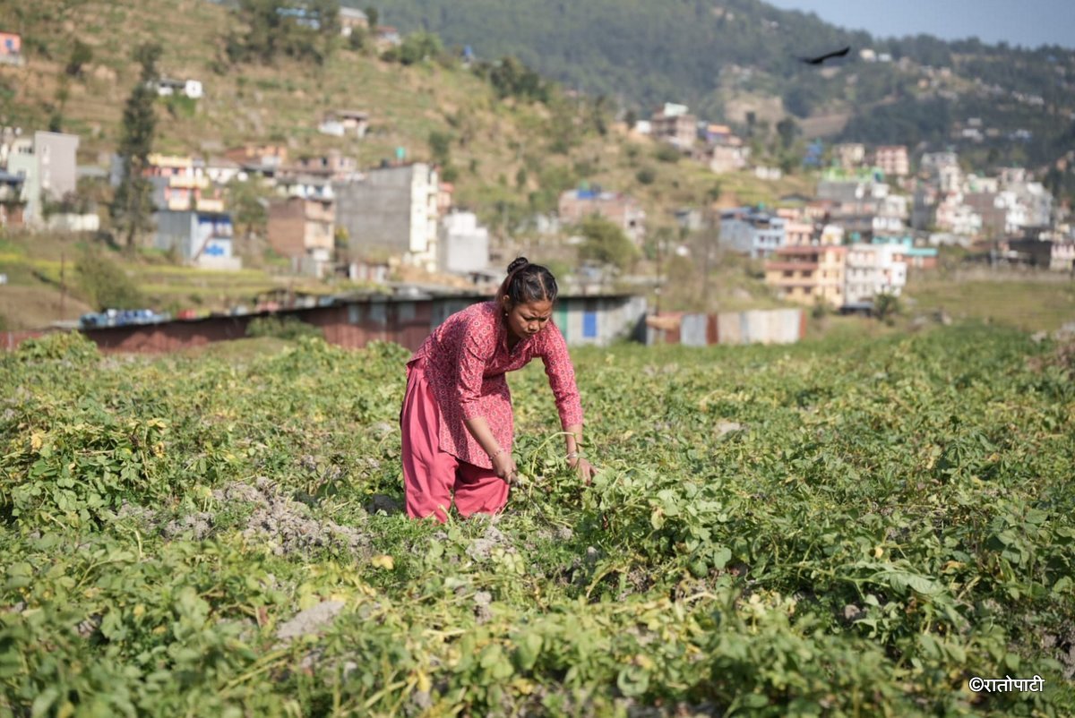 potato farming (6)