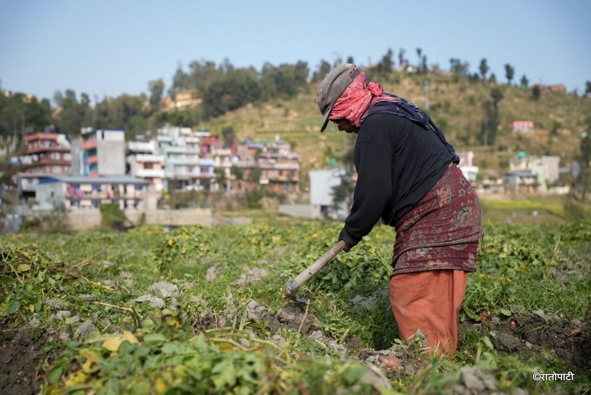 potato farming (7)