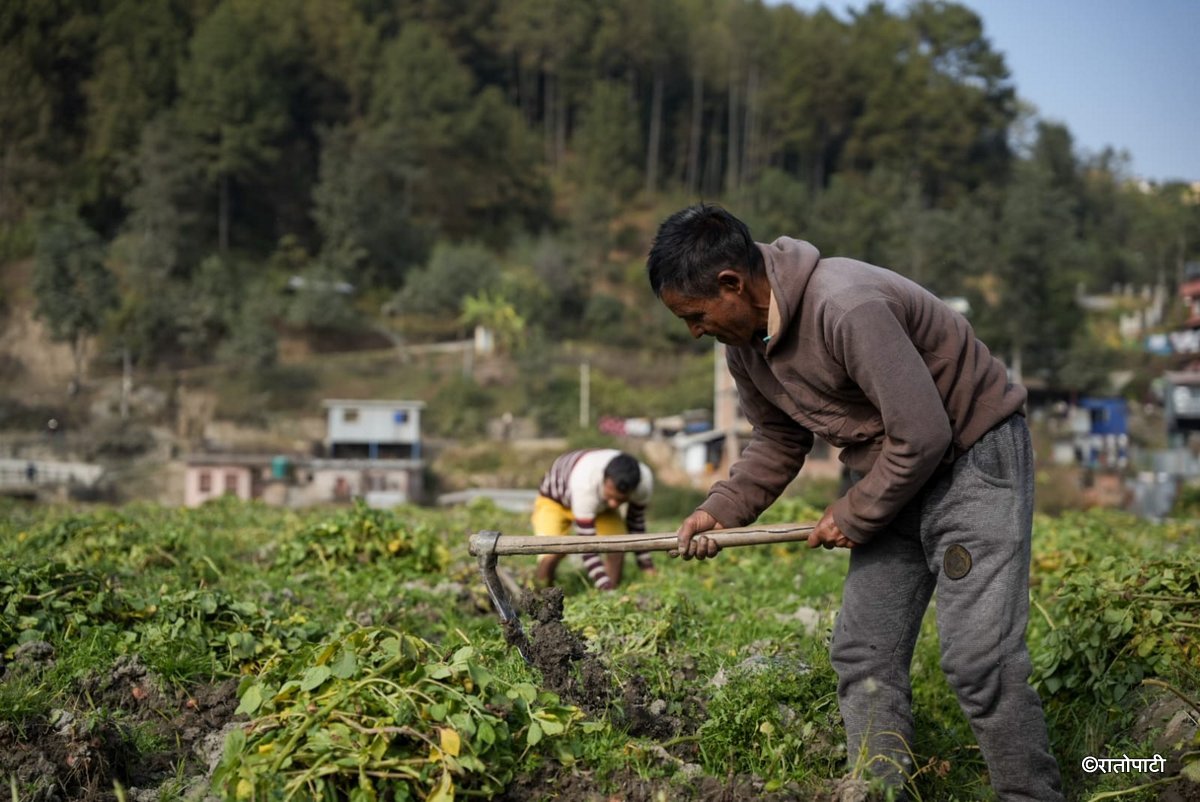 potato farming (8)