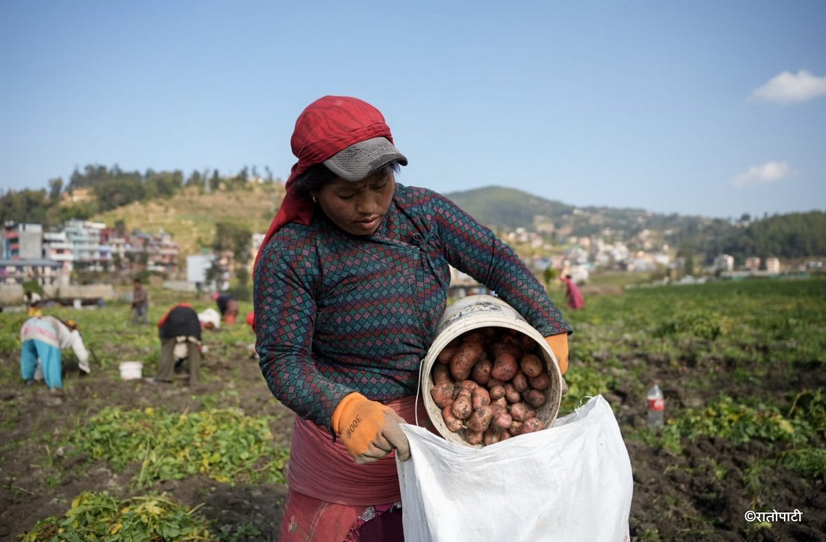 potato farming (9)