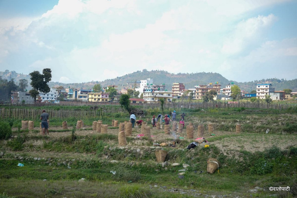 Potato Farming Pachkhal (11)