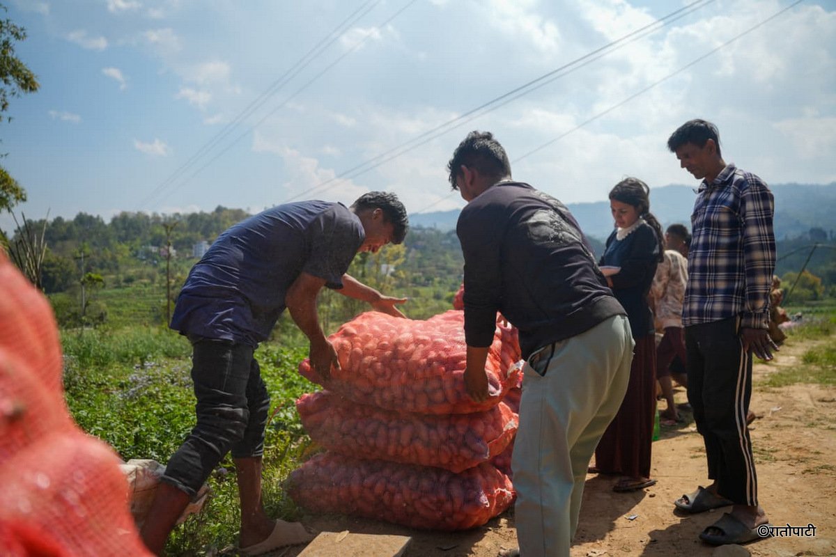 Potato Farming Pachkhal (12)