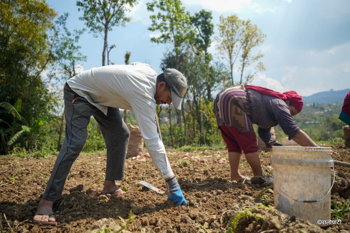 Potato Farming Pachkhal (13)