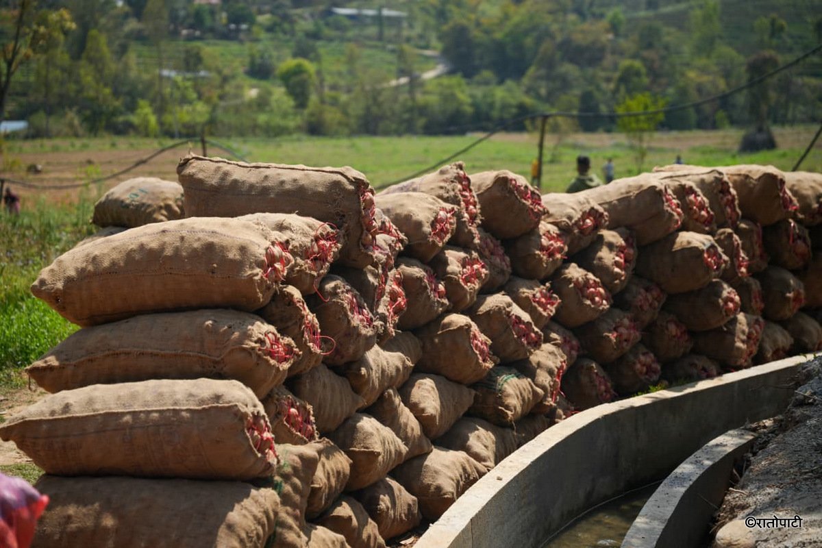 Potato Farming Pachkhal (14)