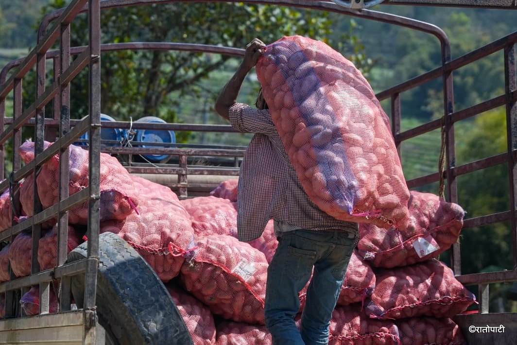 Potato Farming Pachkhal (15)