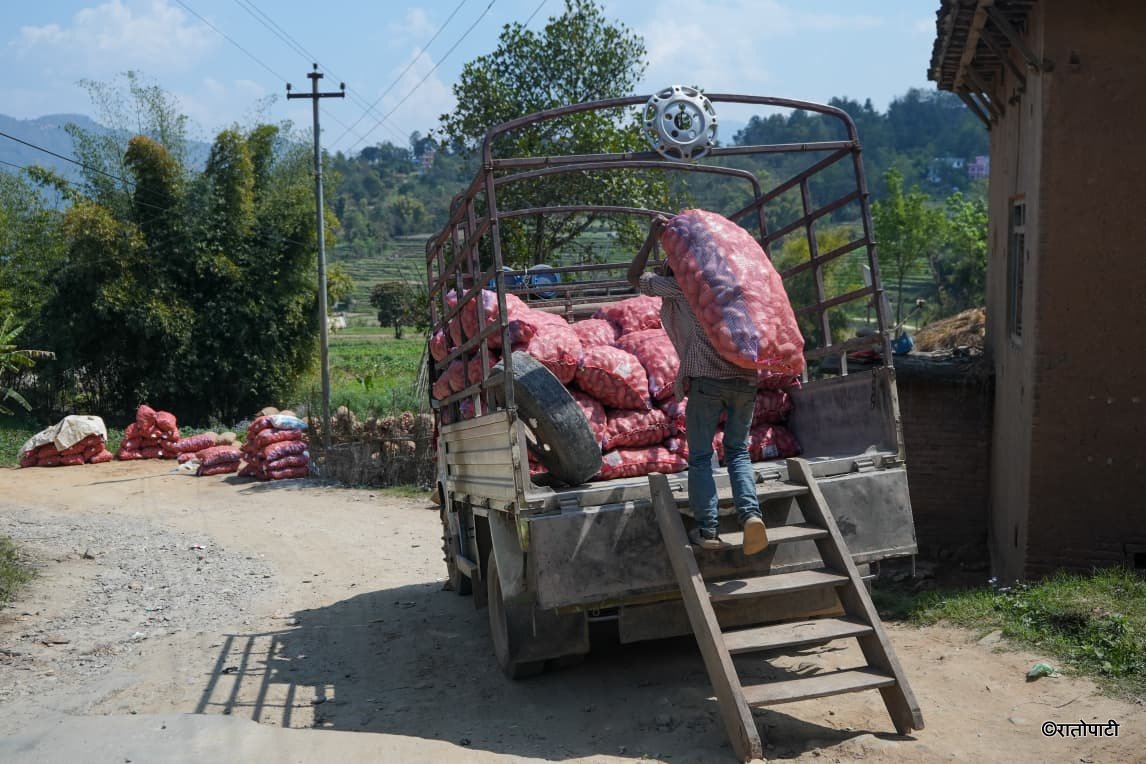 Potato Farming Pachkhal (17)
