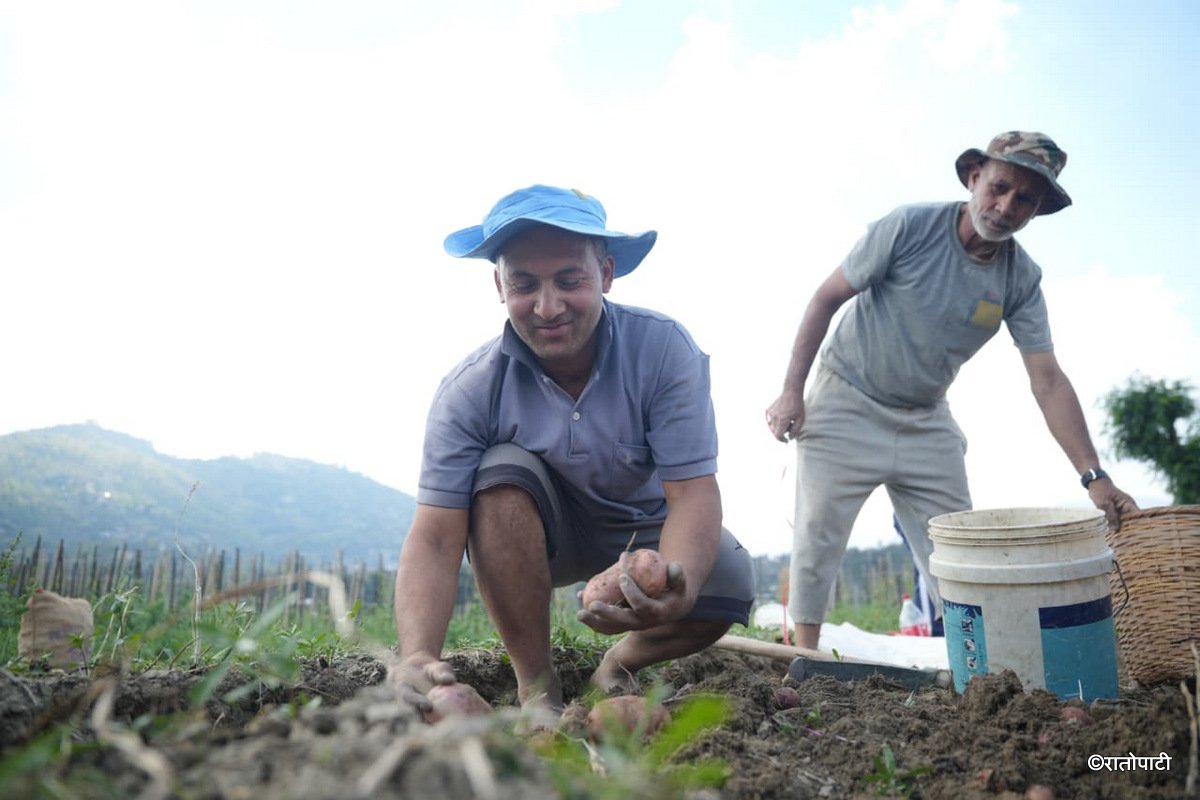Potato Farming Pachkhal (2)