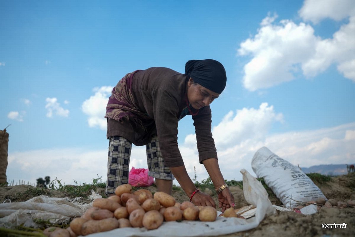 Potato Farming Pachkhal (3)