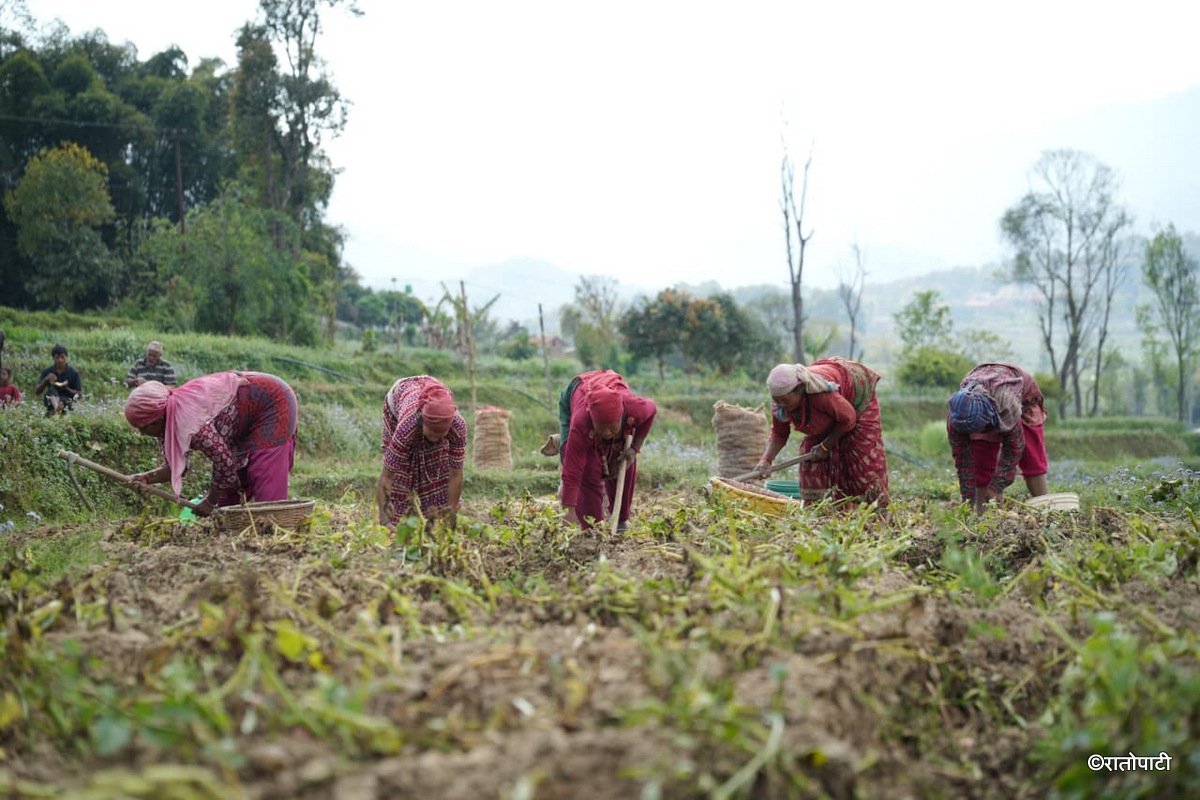 Potato Farming Pachkhal (4)