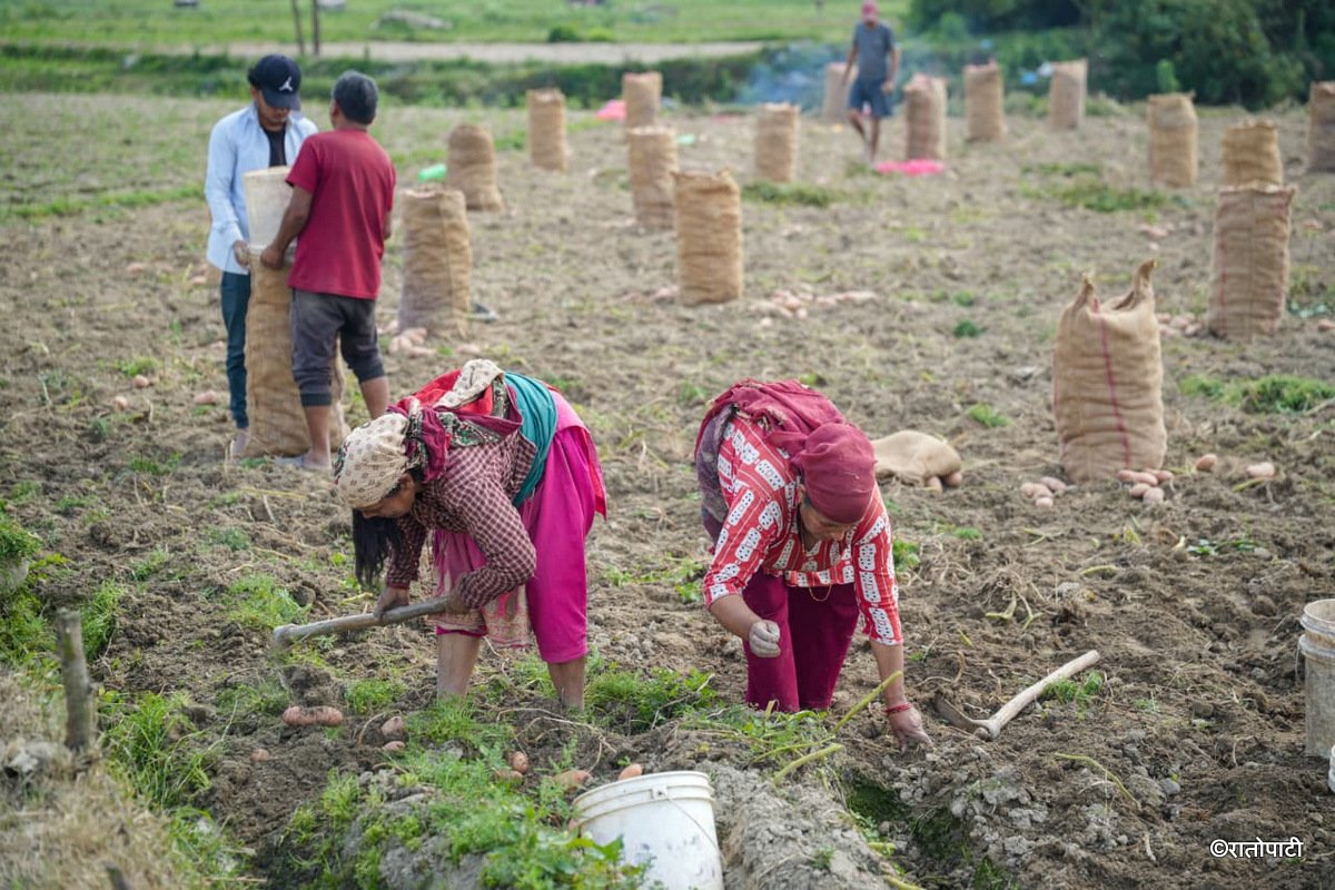 Potato Farming Pachkhal (7)