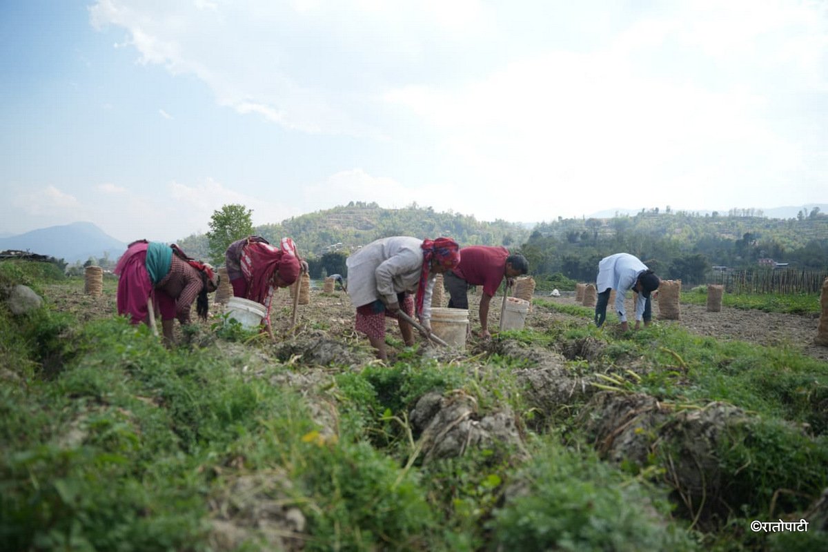 Potato Farming Pachkhal (8)