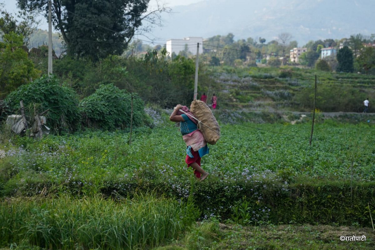 Potato Farming Pachkhal (9)