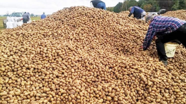   यी किसान पारिवारिक समारोहमा व्यस्त रहँदा १५० टन आलु गायव !