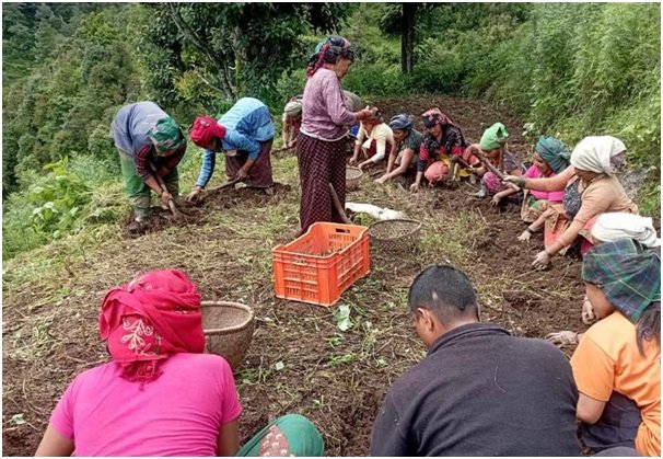 बागलुङमा आलुखेती विस्तार, गतवर्ष अर्ब बढीको उत्पादन