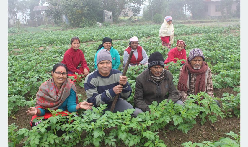 म्याग्दीका किसान आलु खेतीतर्फ आकर्षित