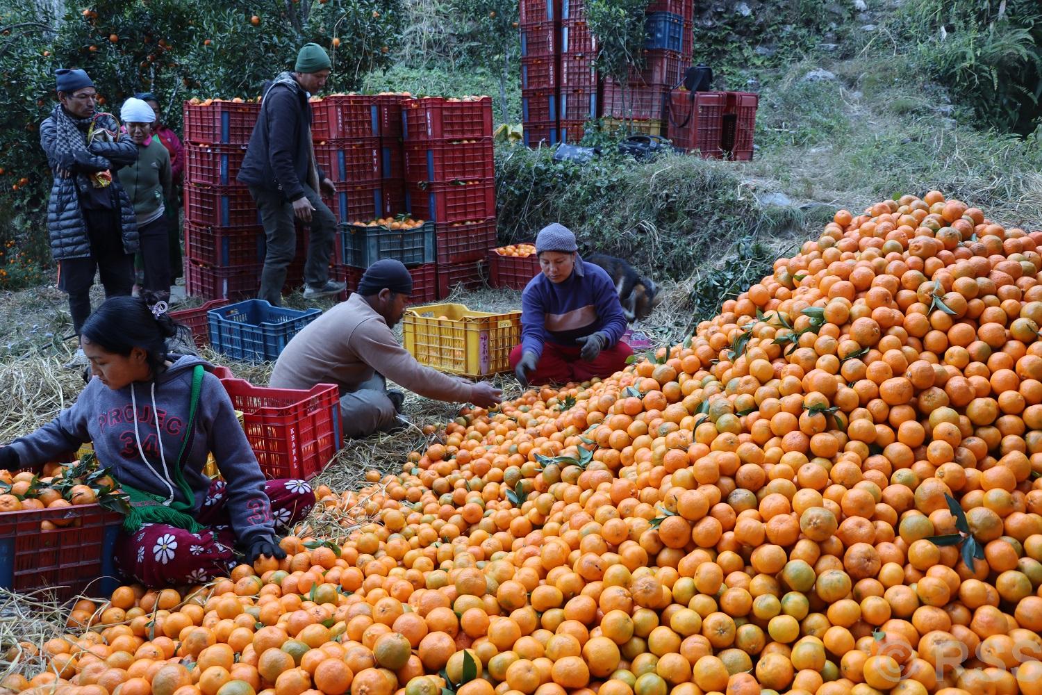  म्याग्दीमा यस वर्ष सुन्तला उत्पादन घट्यो