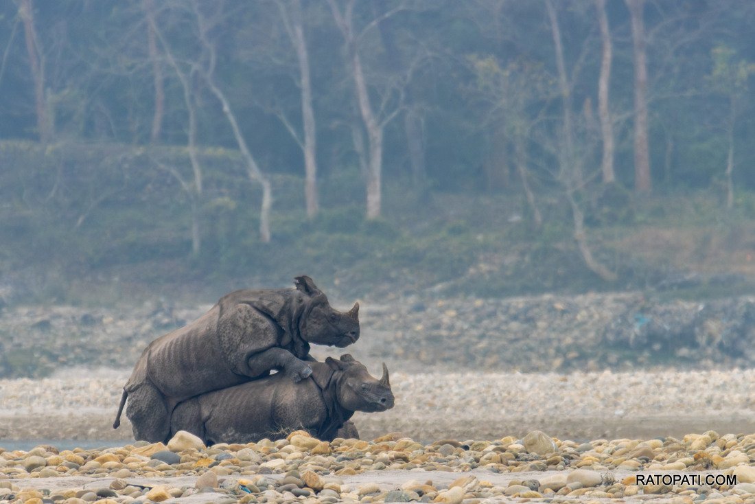 Rahino_ Nepal Photo Library_NPL10