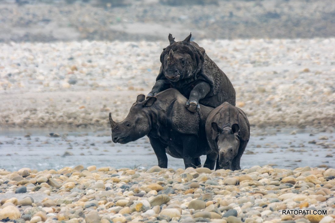 Rahino_ Nepal Photo Library_NPL11