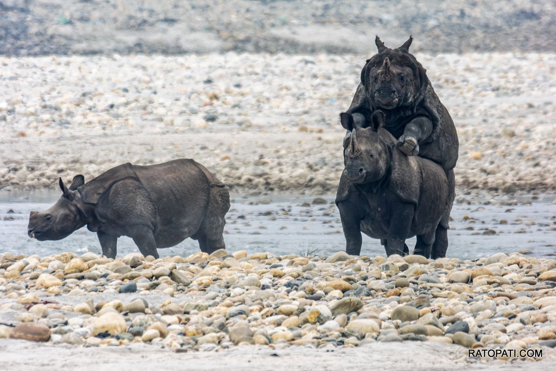 Rahino_ Nepal Photo Library_NPL1