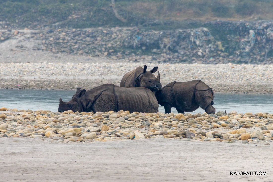   नारायणी किनारमा एकसिंगे दुर्लभ गैँडाको प्रकृति प्रजनन दृश्य