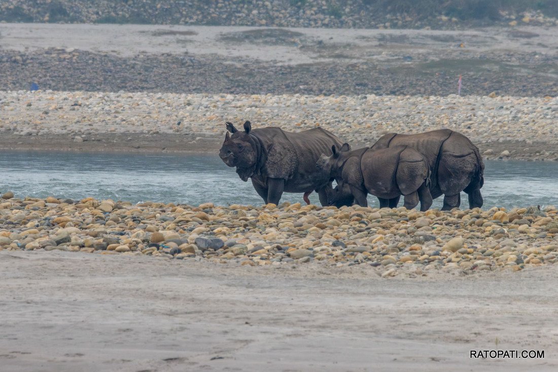 Rahino_ Nepal Photo Library_NPL4