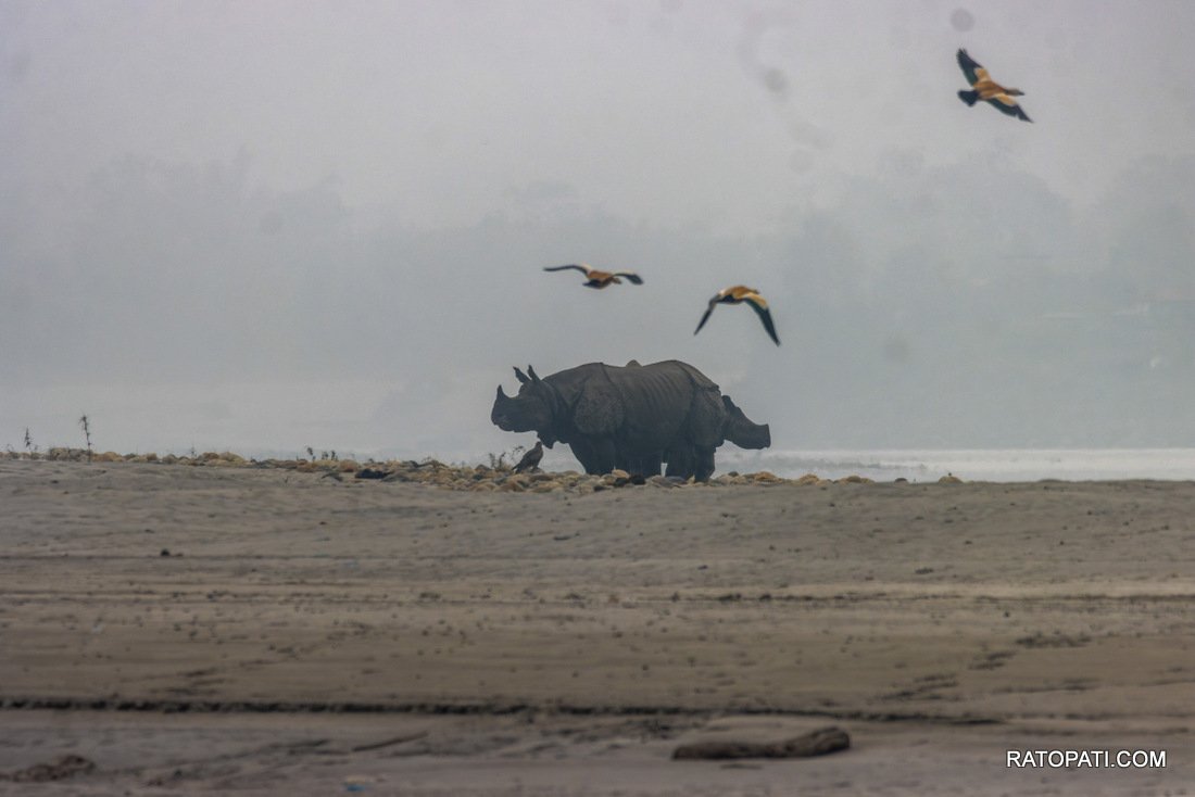 Rahino_ Nepal Photo Library_NPL5