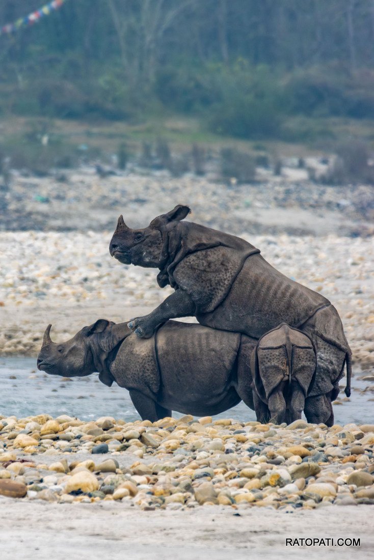 Rahino_ Nepal Photo Library_NPL6
