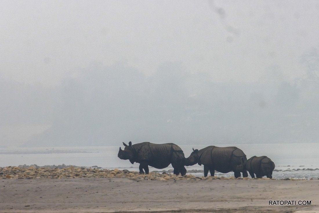 Rahino_ Nepal Photo Library_NPL7