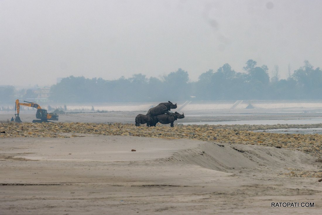 Rahino_ Nepal Photo Library_NPL8