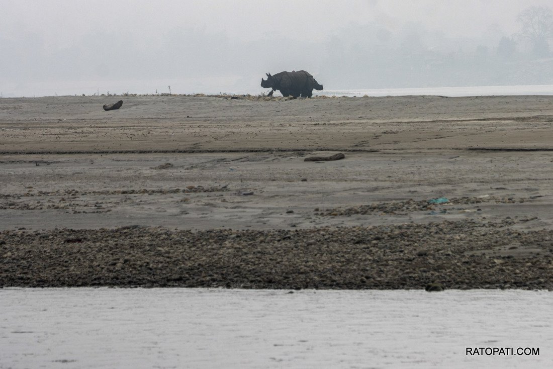 Rahino_ Nepal Photo Library_NPL9