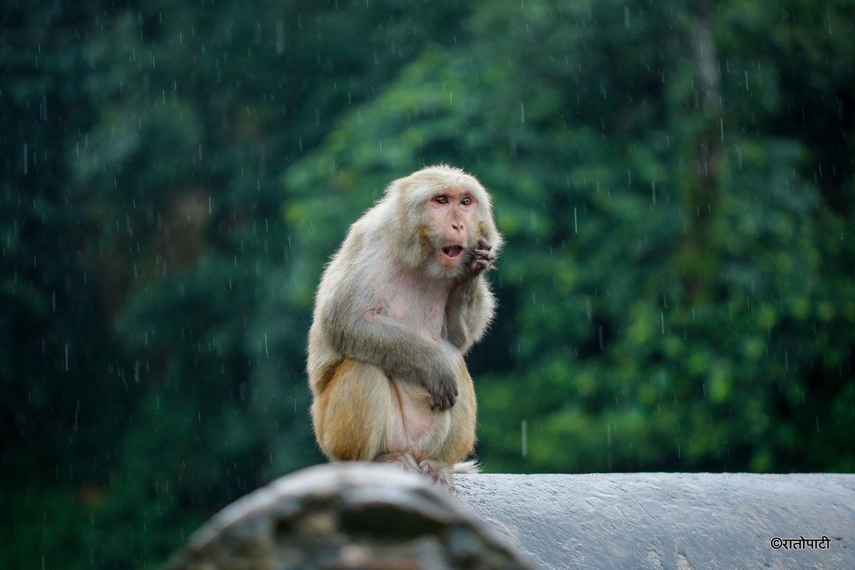 rain (12)
