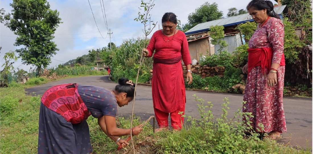   रामकोट सडकमा रुखसँगै उम्रिएको आशा