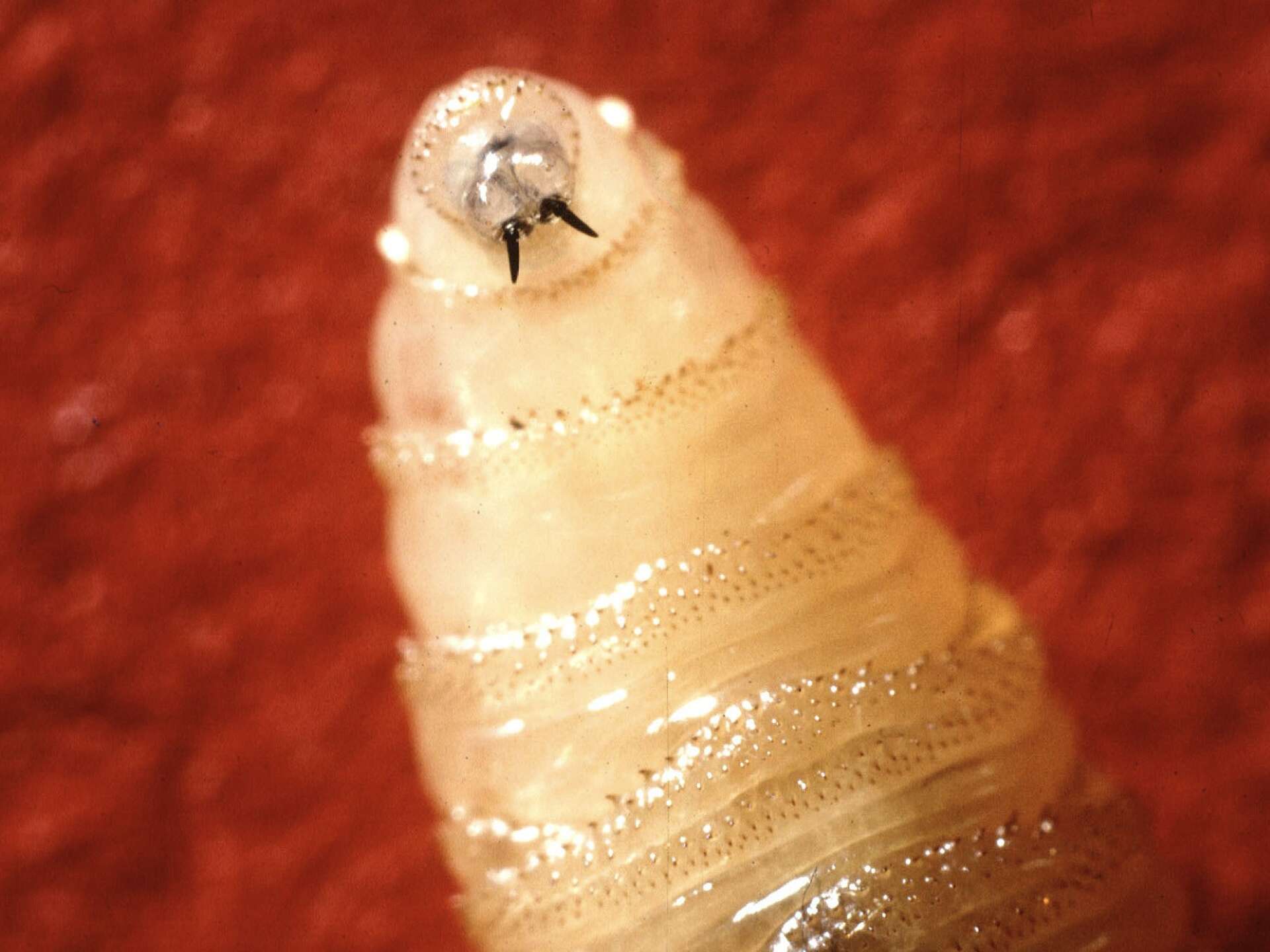 Flesh-Eating Parasite 'New World Screwworm' Confirmed in Texas Calf After Years