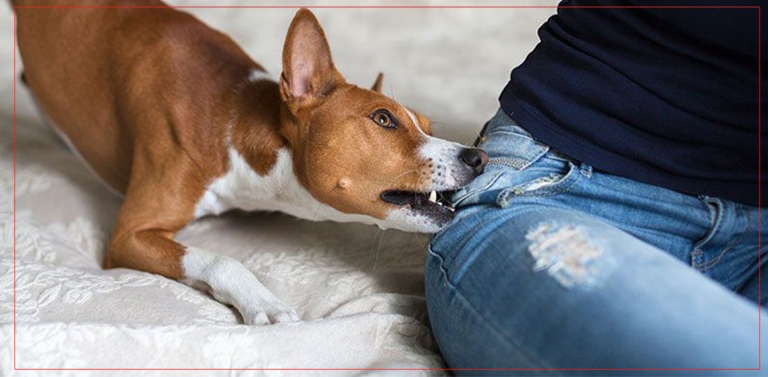 Rabies Deaths Rise in Kathmandu Due to Vaccine Shortage