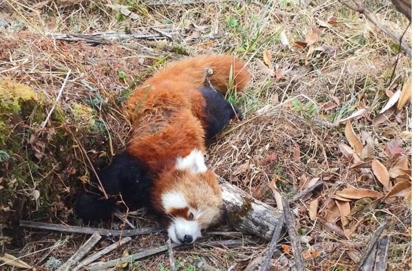 red pandad