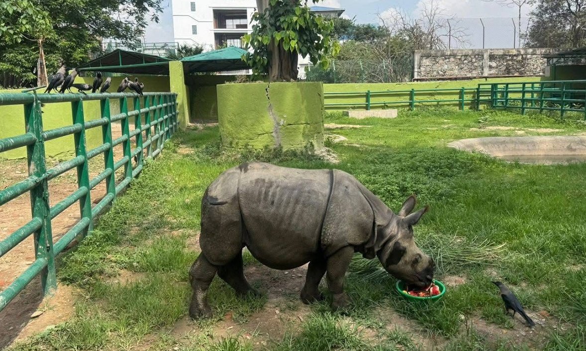 सौराहामा हुर्काइएको गैँडा चिडियाखाना पठाइयो