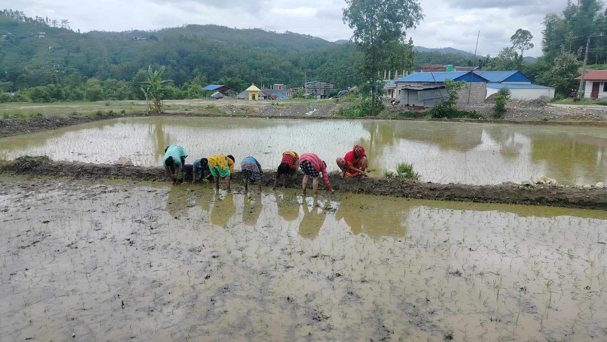 बागमती प्रदेशमा २२ प्रतिशत रोपाइँ सम्पन्न