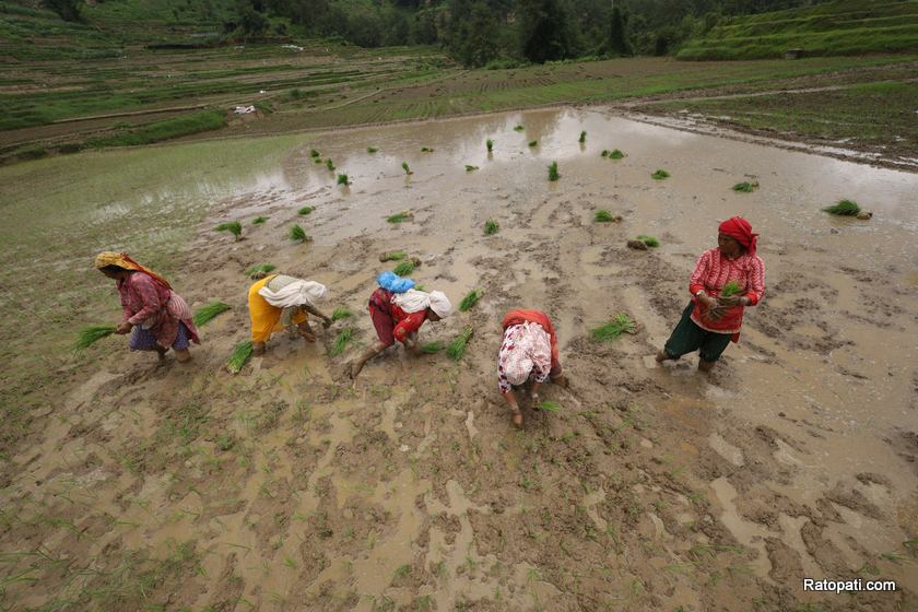   आठ लाख १६ हजार ४ सय ५ हेक्टरमा रोपाइँ सम्पन्न