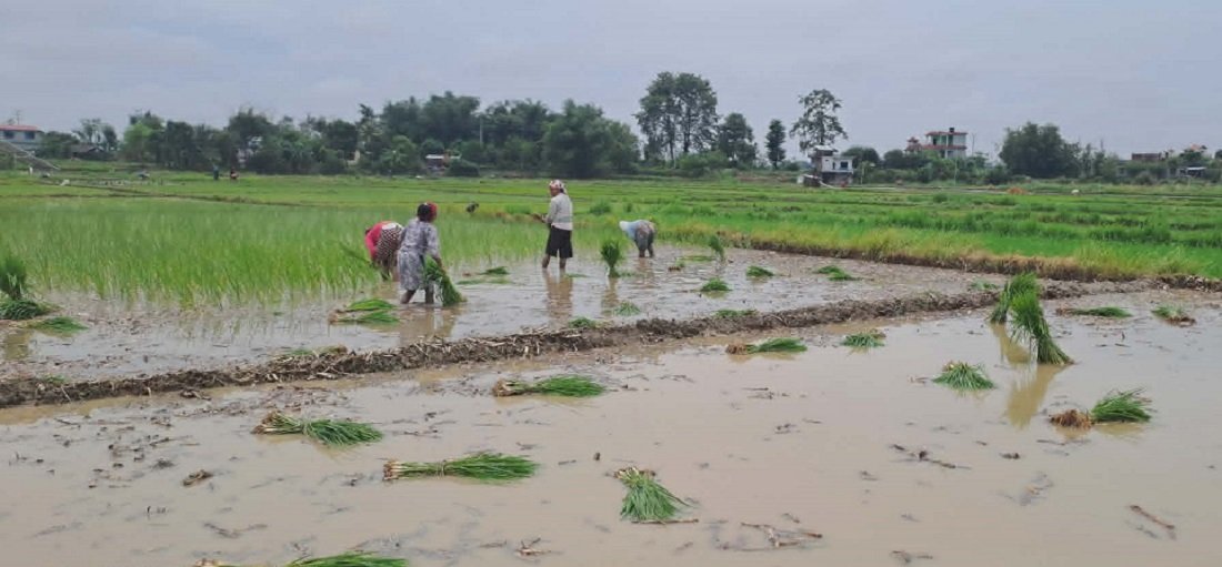 Rice Cultivation in Nepal: From Paddy Fields to Plate