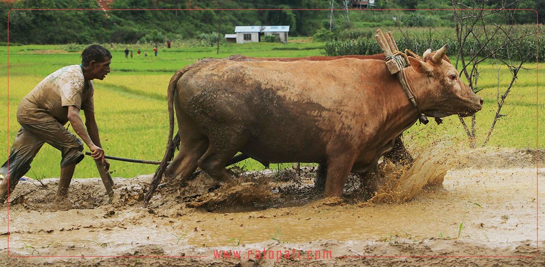   कर्णालीमा असार १५ सम्म झन्डै ४० प्रतिशत रोपाइँ सकियो