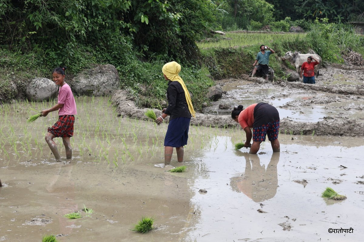 Ropai sindhuli (1)