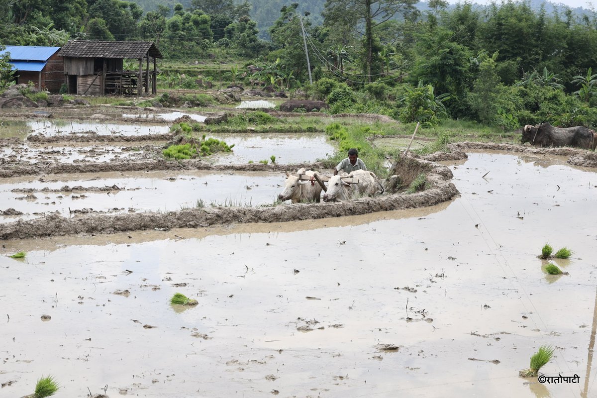 Ropai sindhuli (10)