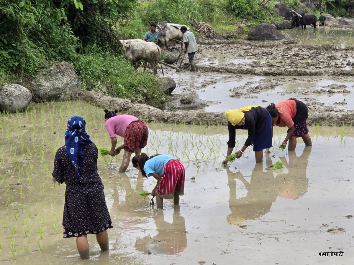 Ropai sindhuli (11)
