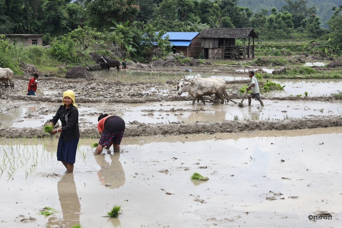 Ropai sindhuli (12)