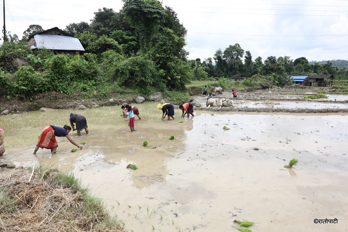 Ropai sindhuli (13)